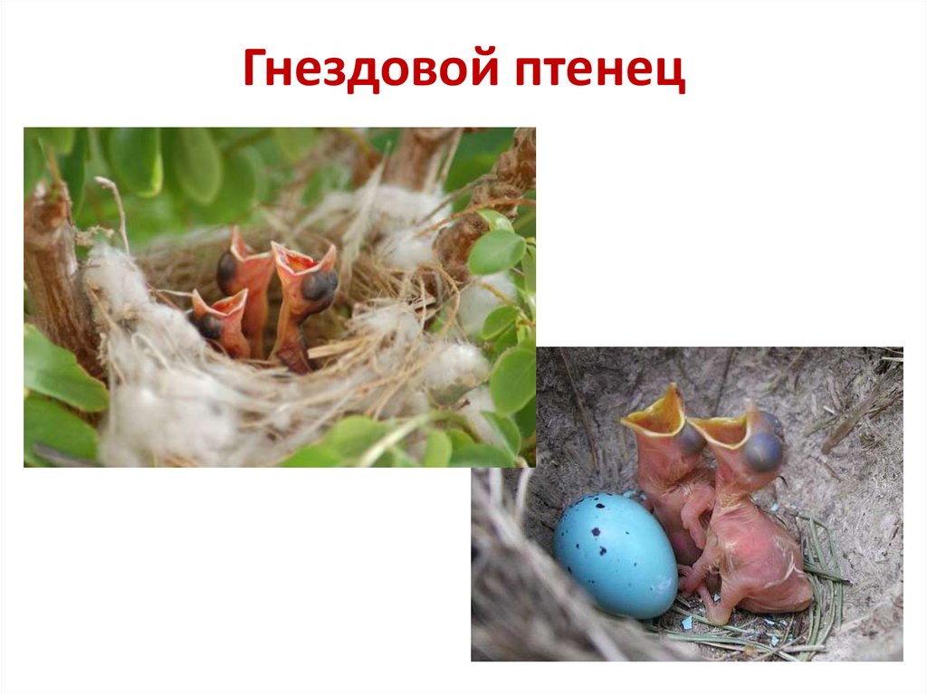 Птенцы выводковые и гнездовые