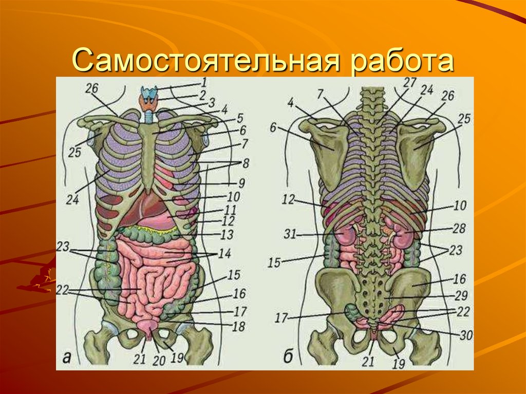 Какие внутренние органы. Человек со всеми органами на рисунке. Схема органов человека в полный рост. Схема человека с внутренними органами рисунок. Орган.