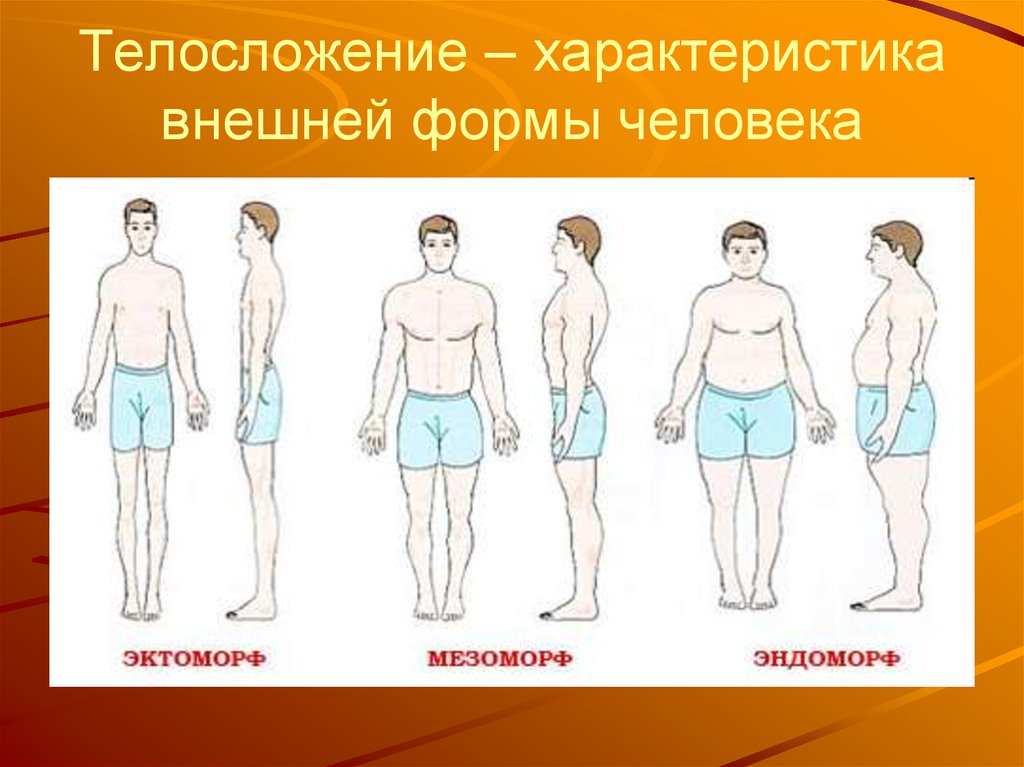 Фигура человека название. Типы телосложения. Типы телосложения человека. Характеристики телосложения человека. Классификация по типу телосложения человека.