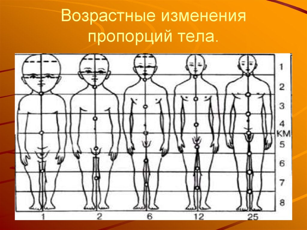 Возрастные изменения личности. Изменение пропорций тела. Возрастные пропорции тела. Возрастные изменения тела человека. Возрастные пропорции человека.