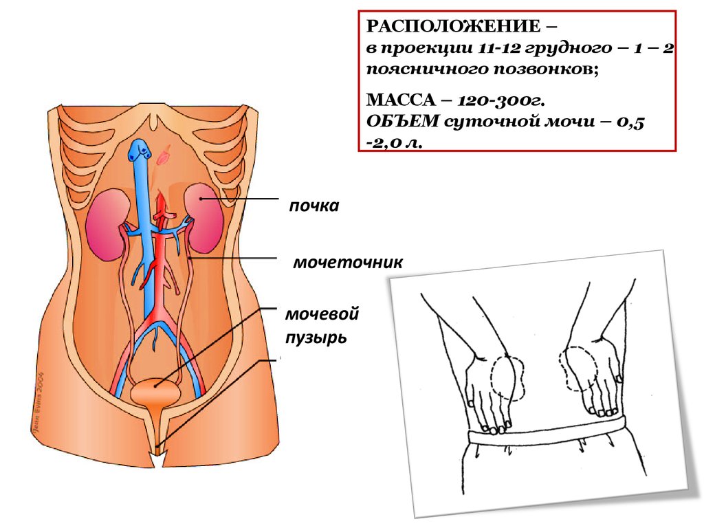 Где почки картинка. Расположение почек. Где почки. Где расположены почки. Почки анатомия расположение.