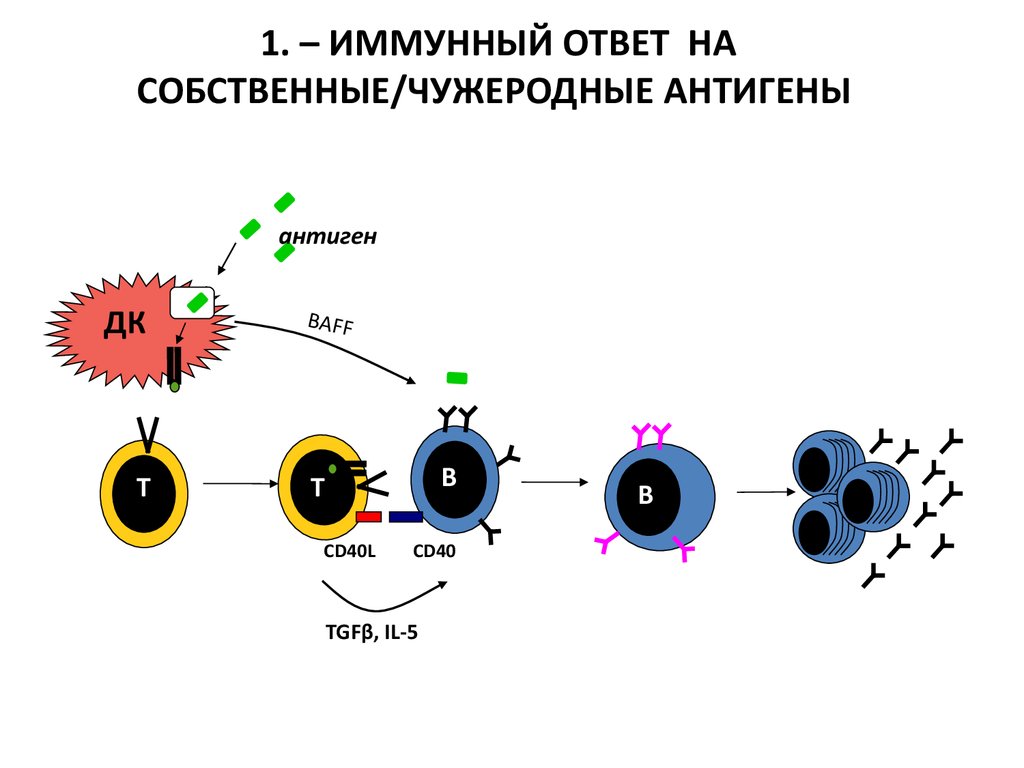 Развитие иммунной реакции. Схема клеточного иммунного ответа. Схема развития иммунного ответа. Схема иммунного ответа иммунология. Иммунный ответ на антигены.
