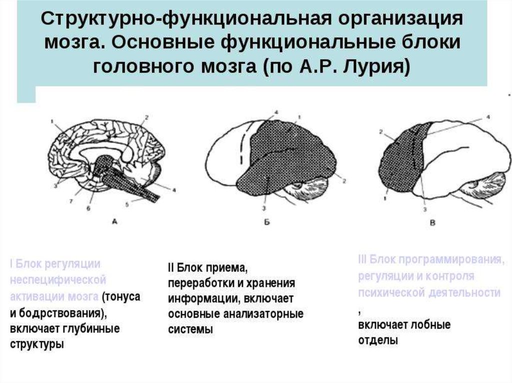 Неспецифические изменения мозга. Лурия 3 блока мозга. Концепция структурно функциональных блоков мозга Лурия. Функциональные блоки мозга 1 блок по а.р Лурия. Функции 1 блока мозга по Лурия.