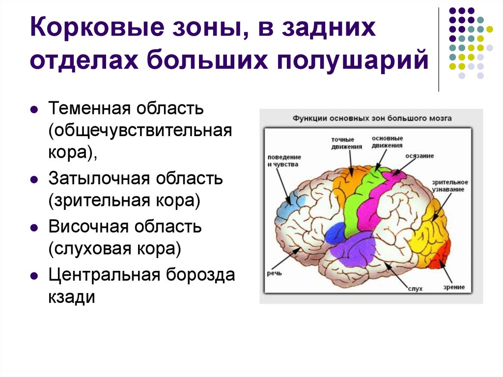 Основные зоны коры мозга. Локализация функций в коре полушарий мозга. Корковые центры коры головного мозга. Локализация центров в коре головного мозга. Схема расположения корковых анализаторов.