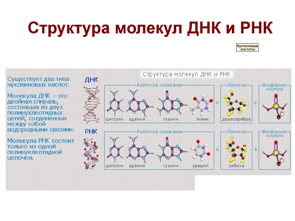 Структура днк и рнк. Структура молекулы ДНК И РНК. Строение молекулы ДНК И РНК. Схема строения ДНК И РНК. Состав молекулы ДНК И РНК.