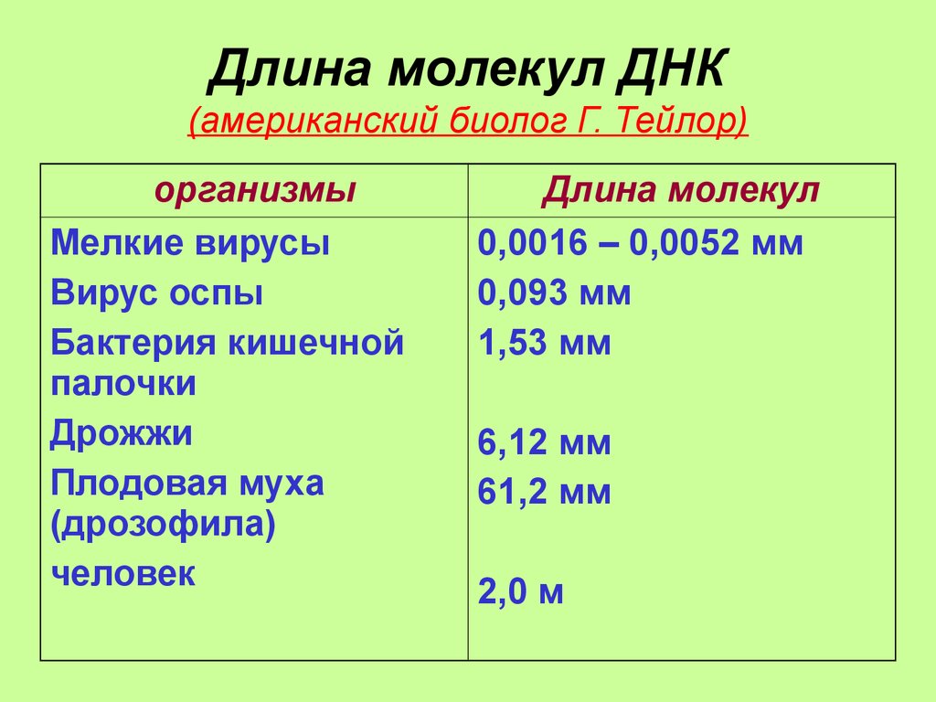 Сколько число молекул днк. Длина молекулы ДНК. Размер молекулы ДНК. Размеры молекулы ДНК У человека. Диаметр молекулы ДНК.