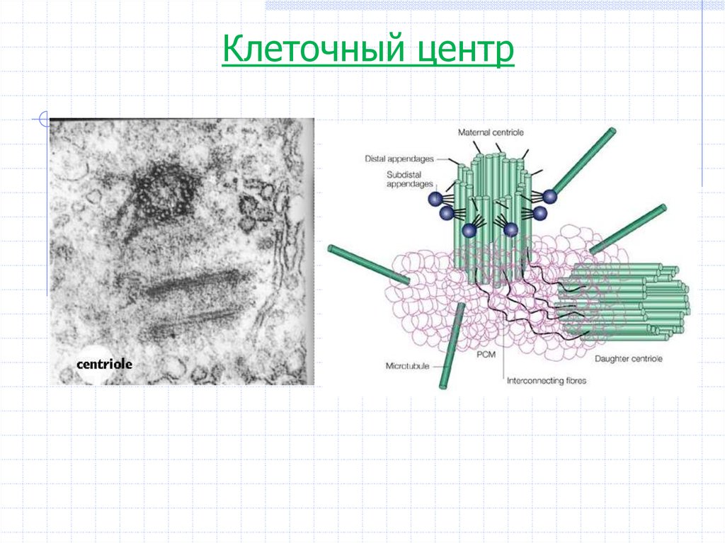 Центриоли рисунок егэ