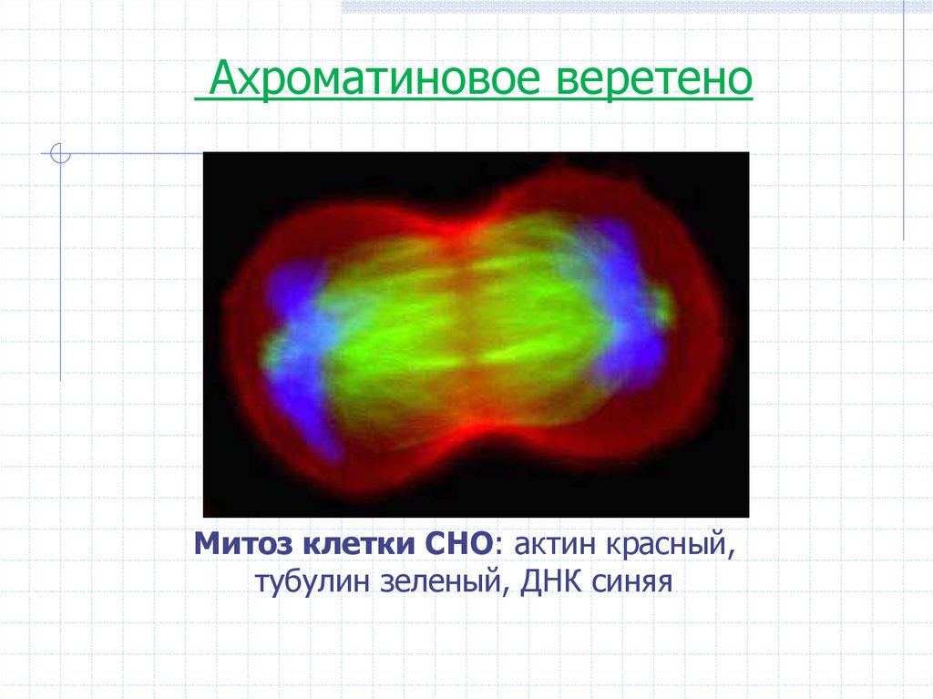 Веретено клетки