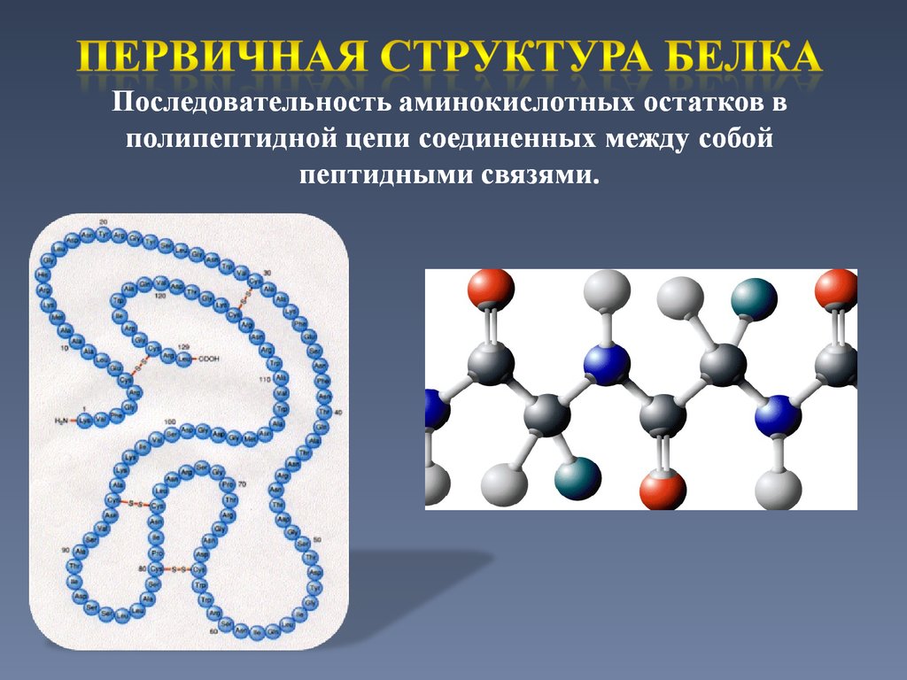 Белок это последовательность. Первичная структура белка формируется связями:. Первичная структура белка характеризуется. Первичная структура белка связи. Первичная структура белков.