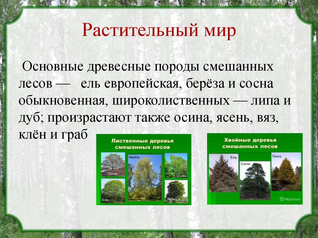 Растительный и животный мир смешанных лесов россии. Смешанные и широколиственные леса России растительный мир. Растительный мир смешанных лесов. Зона смешанных и широколиственных лесов растения. Растительный мир смешанных лесов и широколиственных лесов.