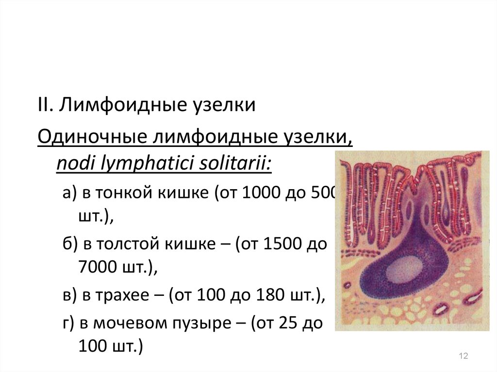 Узелки в кишках. Одиночные лимфоидные узелки. Одиночные лимфоидные узелки располагаются. Одиночные лимфоидные узелки тонкой кишки. Лимфоидные узелки в кишечнике.