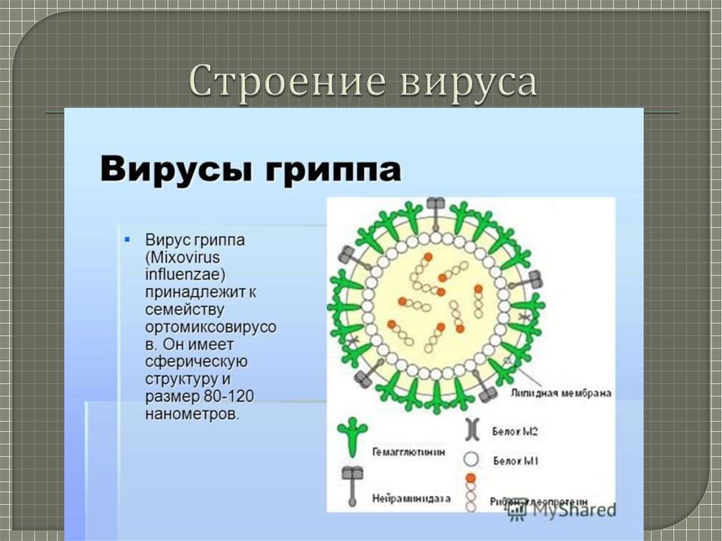 Грипп относят к. Возбудитель гриппа строение вируса. Размер вируса гриппа. Схематическая структура вируса гриппа. Вирус гриппа вирусы.