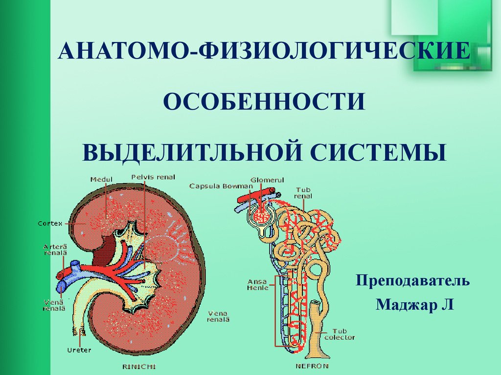 Презентация анатомо физиологические особенности мочевыделительной системы