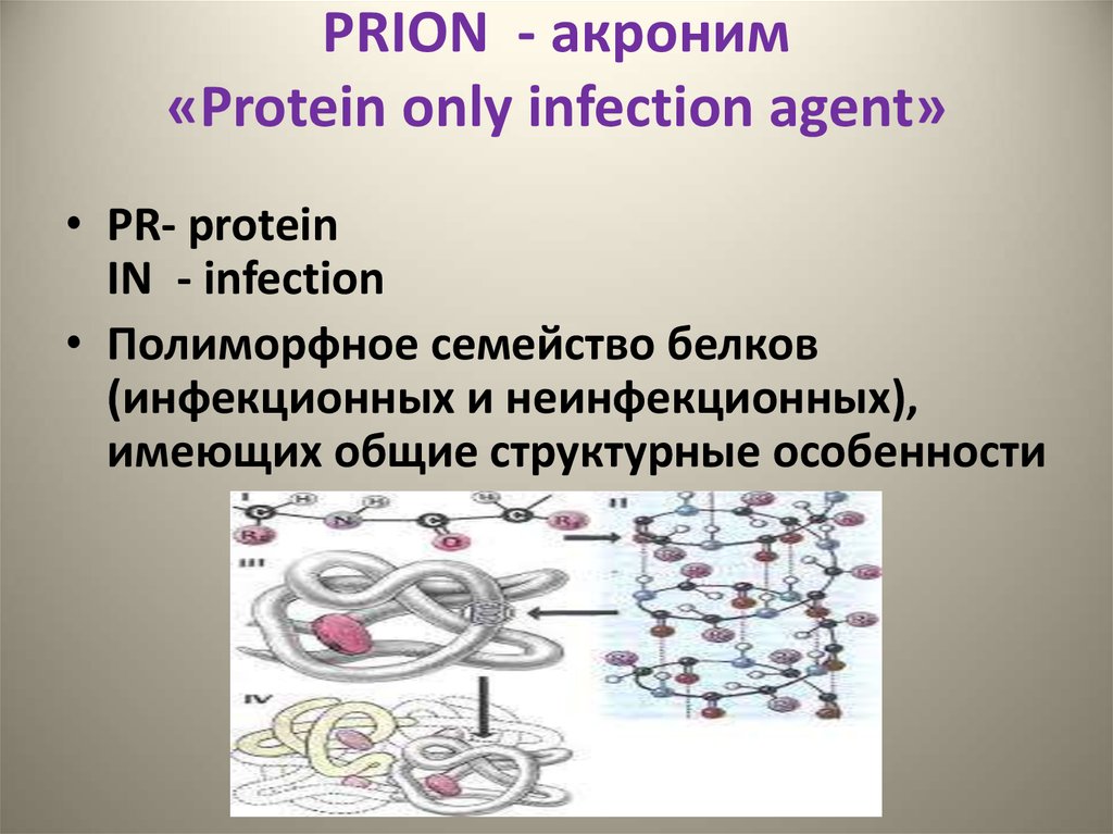 PRION - акроним «Protein only infection agent»