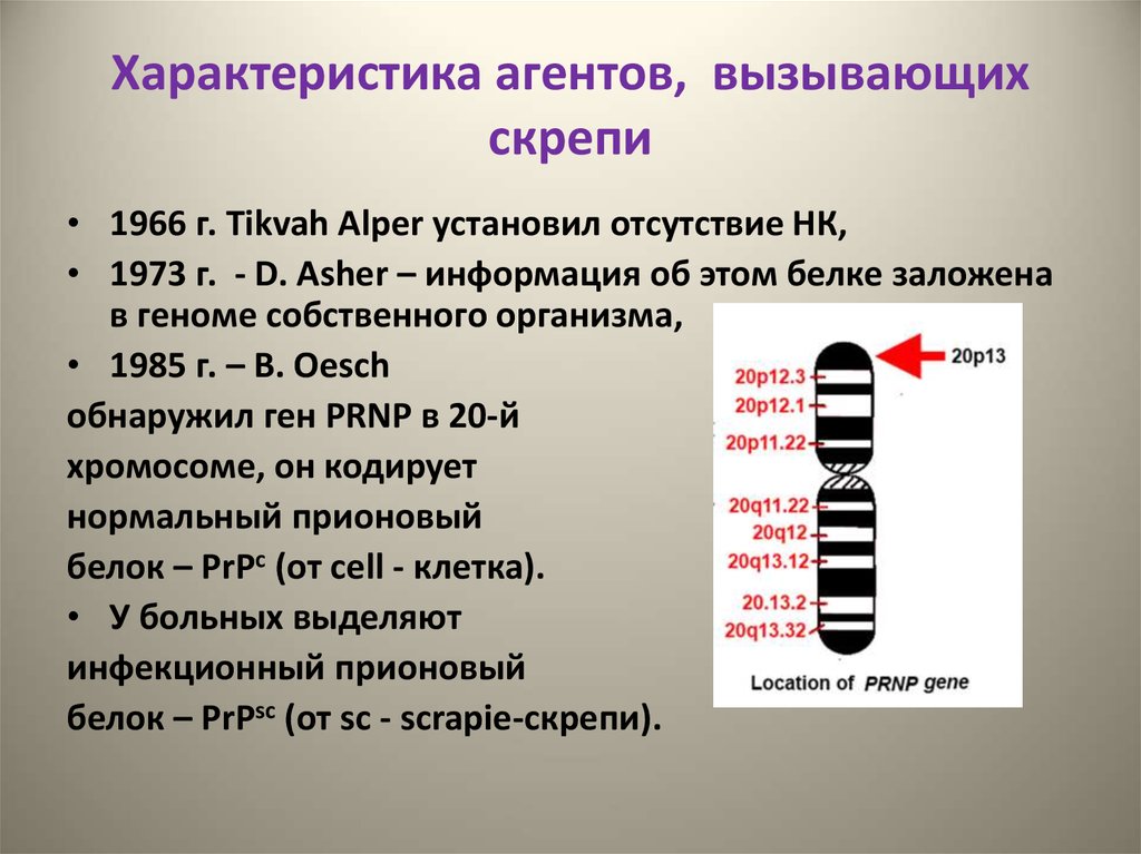 Презентация на тему прионы