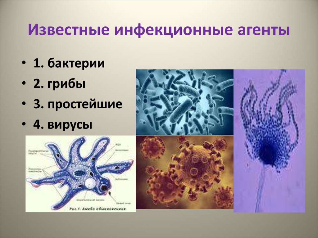 Инфекционные заболевания грибы. Бактерии вирусы грибки. Бактерии вирусы простейшие. Бактерии вирусы грибы простейшие. Бактерии грибы простейшие.