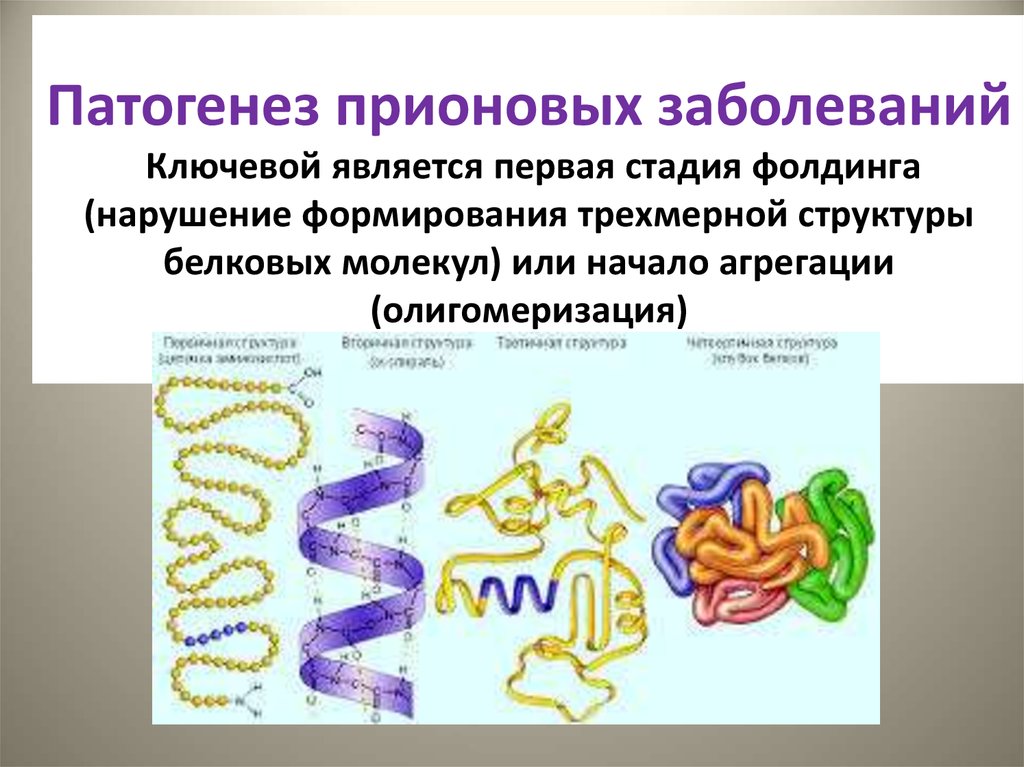 Патогенез прионовых заболеваний Ключевой является первая стадия фолдинга (нарушение формирования трехмерной структуры белковых молекул)