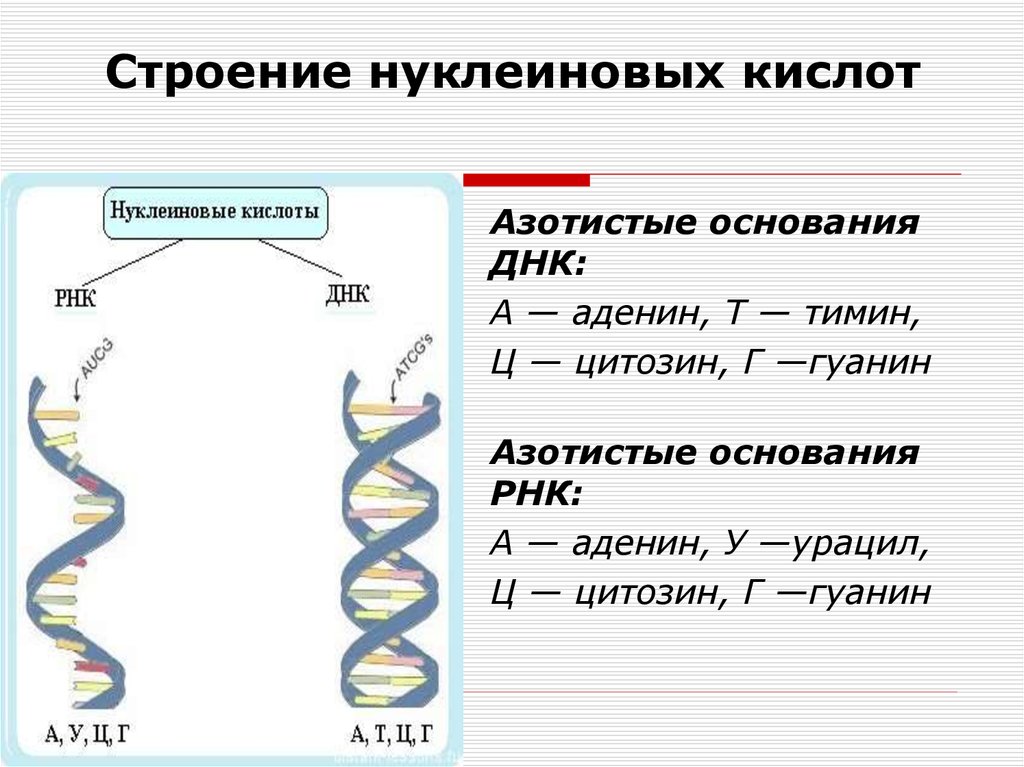 Структура нуклеиновых кислот днк