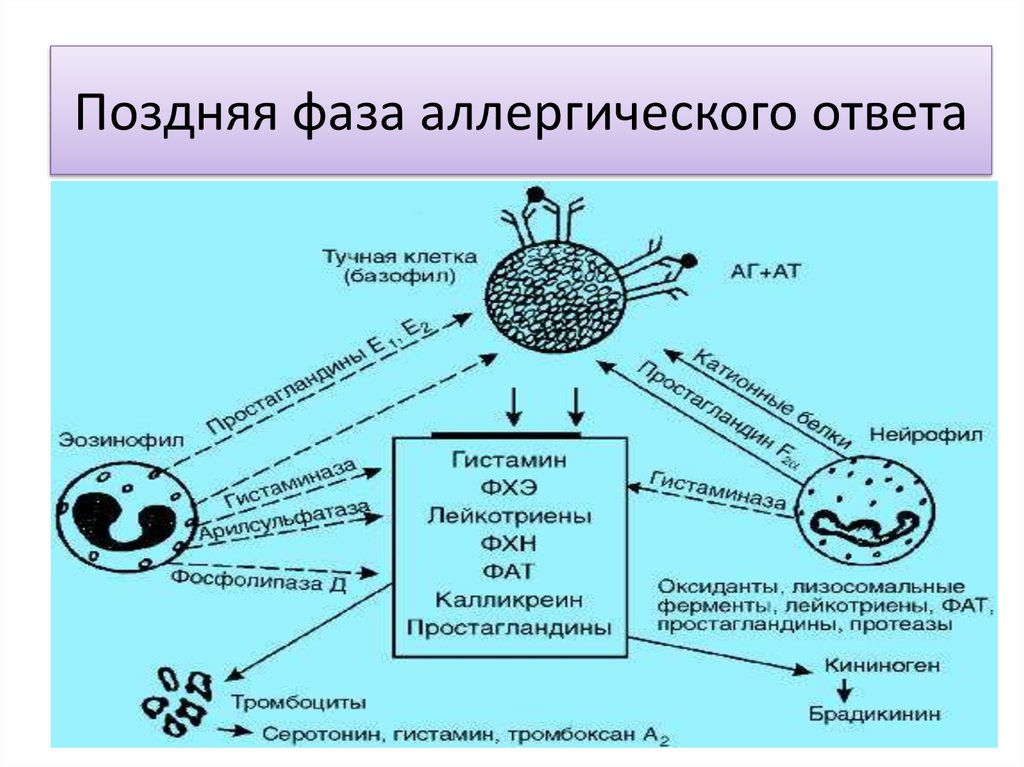 Фазы аллергической реакции схема