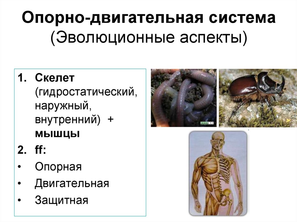 Внутренний скелет это. Гидростатический скелет. Наружный и внутренний скелет. Опорно двигательная система наружный скелет. Внутренний наружный и гидростатический скелеты.