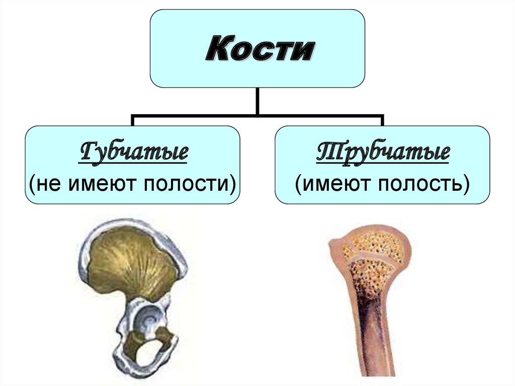 Какие кости имеют