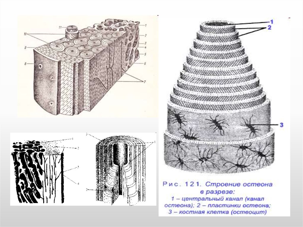 Остеон строение рисунок