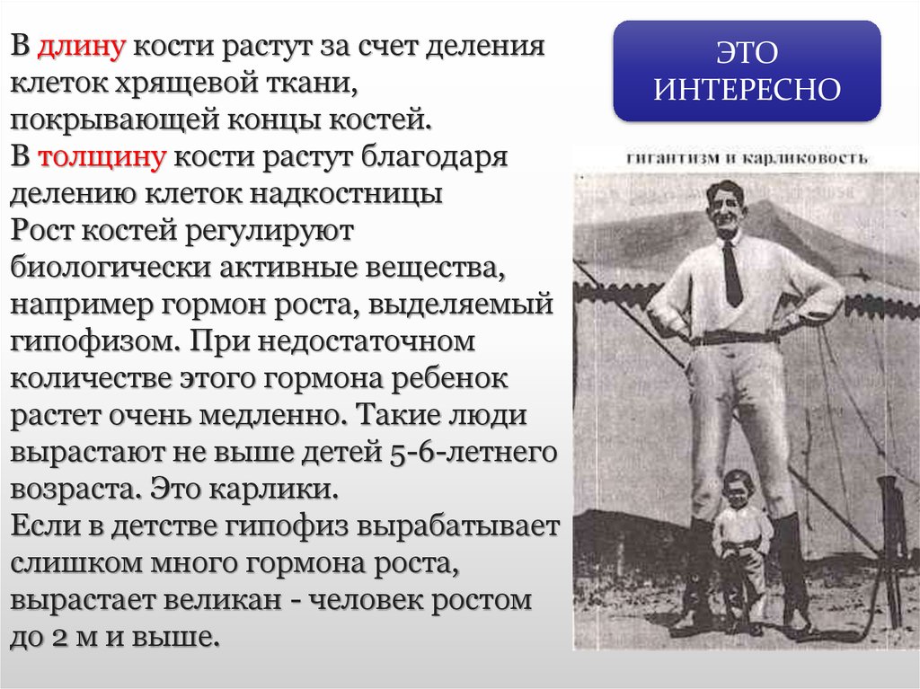 Рост кости за счет. Кости в длину растут за счет деления клеток:. Гормон роса костей в длину. Рост костей в длину регулируется гормоном. Кость растет в толщину за счет деления клеток надкостницы.