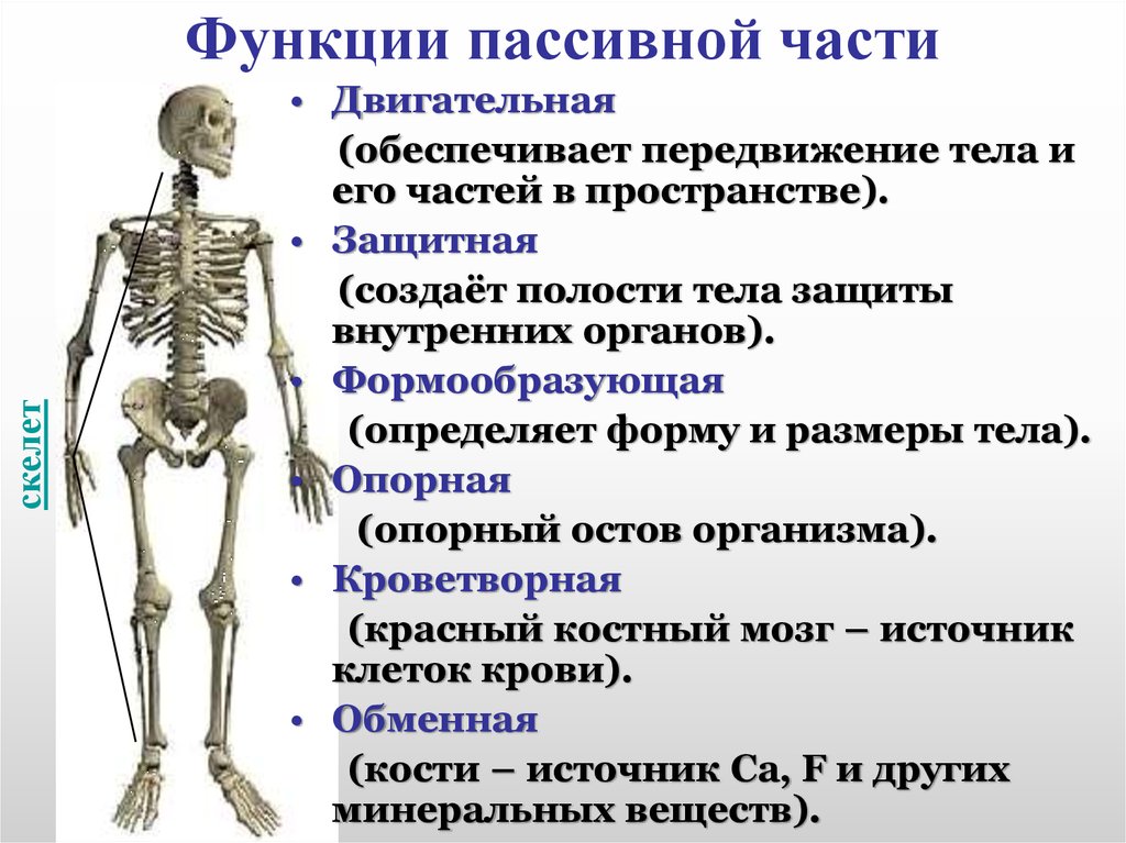 Какую роль выполняет скелет. Функции пассивной части скелета. Опорно двигательный аппарат строение кости. Скелет человека опорно двигательная система. Строение и функции опорно-двигательной системы.