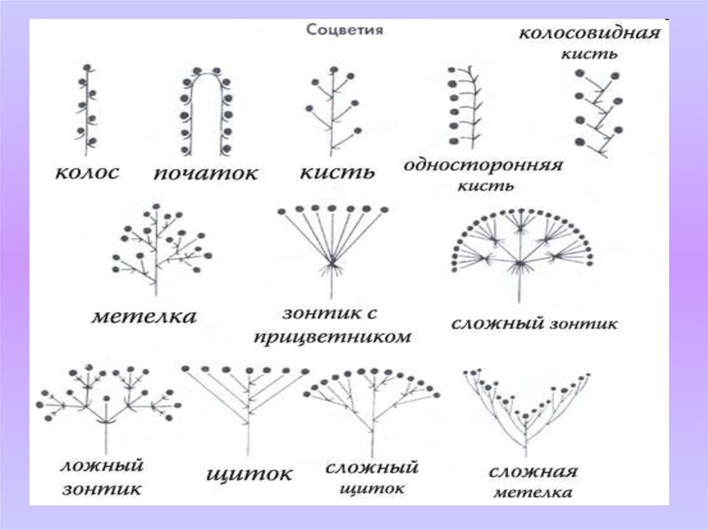 Схема простых соцветий