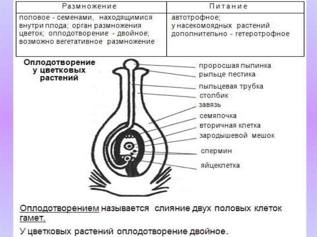 Заполните схему размножение покрытосеменных растений. Половое размножение цветковых растений. Схема полового размножения покрытосеменных растений. Половое размножение покрытосеменных цветковых растений. Размножение цветковых растений схема.