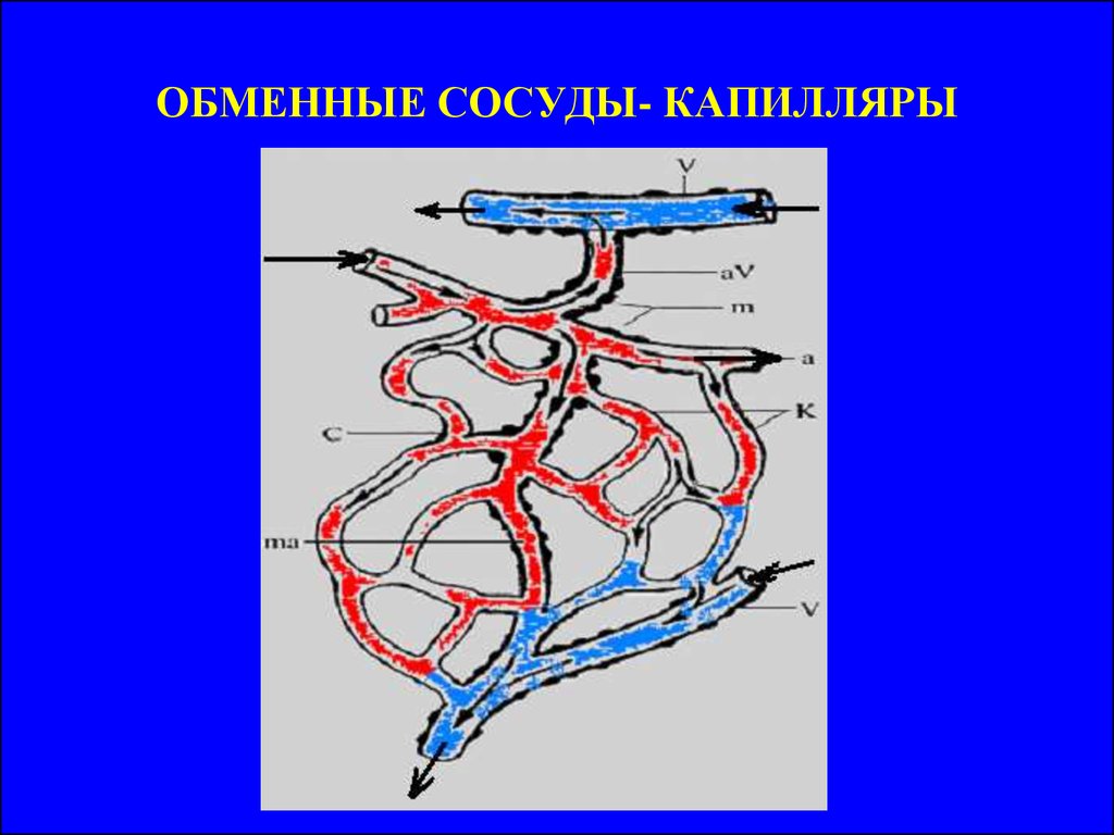 Обмен сосуды. Схема микроциркуляторного русла лягушки. Сосуды кровеносного микроциркуляторного русла. Микроциркуляторное русло физиология схема. Строение сосудов артерии вены микроциркуляторное русло.