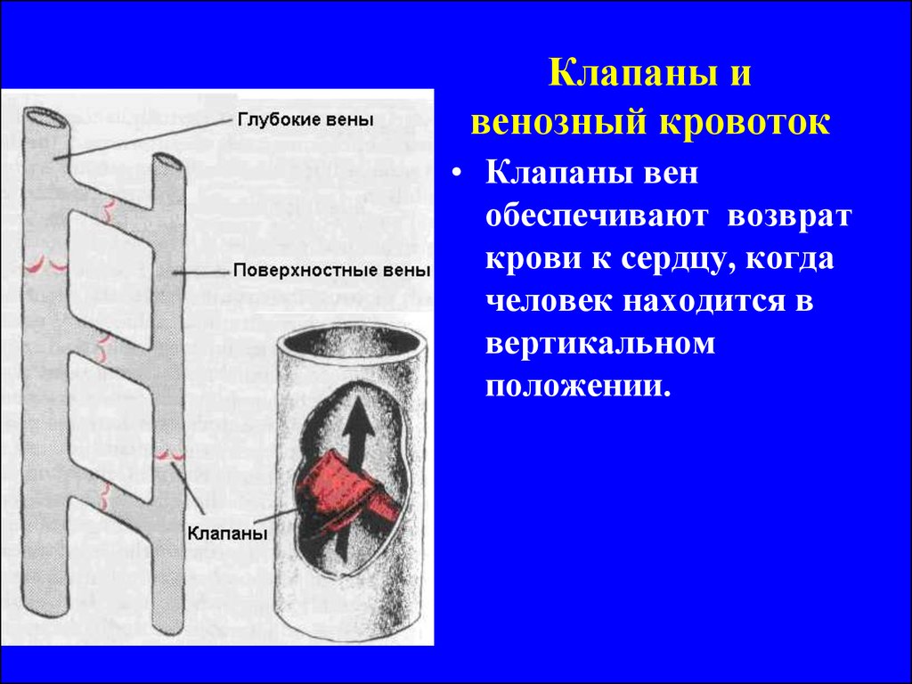 Клапаны вен. Строение клапанов вен. Клапаны вены обеспечивают. В венах расположены клапаны. Клапаны расположенные в венах обеспечивают.