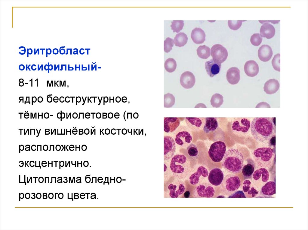 Нормоцит это. Морфология клетки. Морфология костного мозга. Эритробласт. Общая морфология клетки.