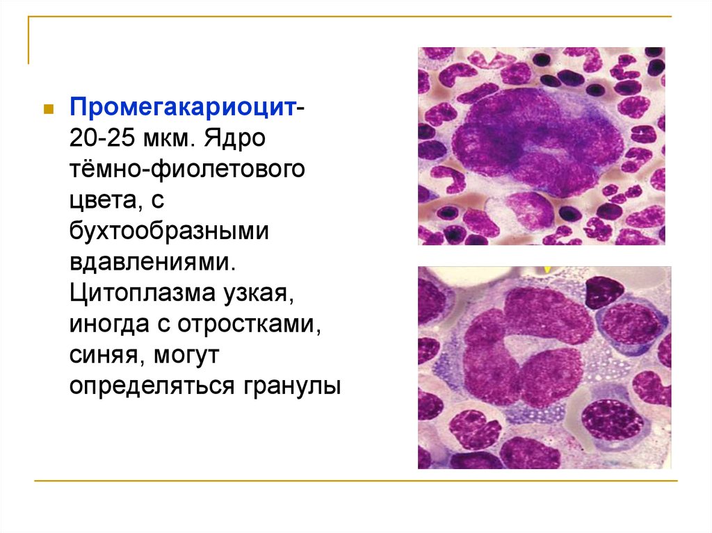 Клетки костного мозга