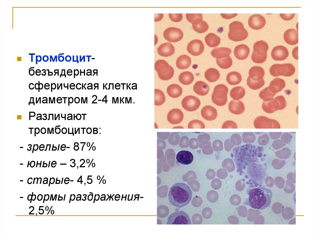 Безъядерные фрагменты клеток