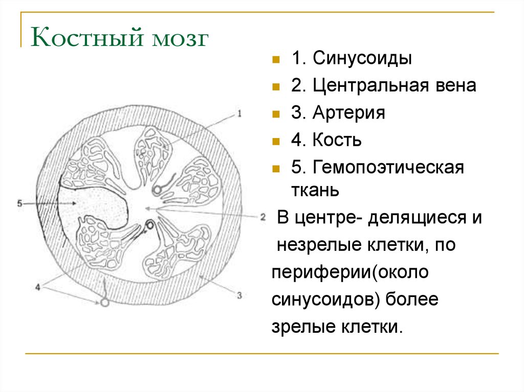 Схема костного мозга