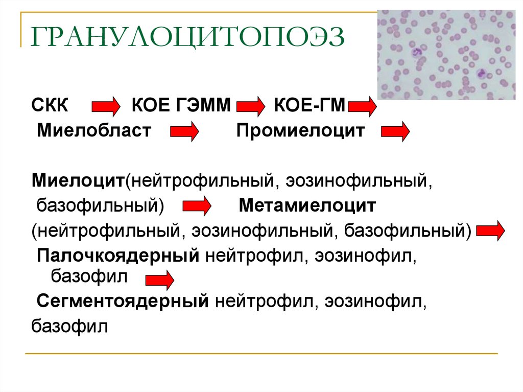 Схема созревания нейтрофилов