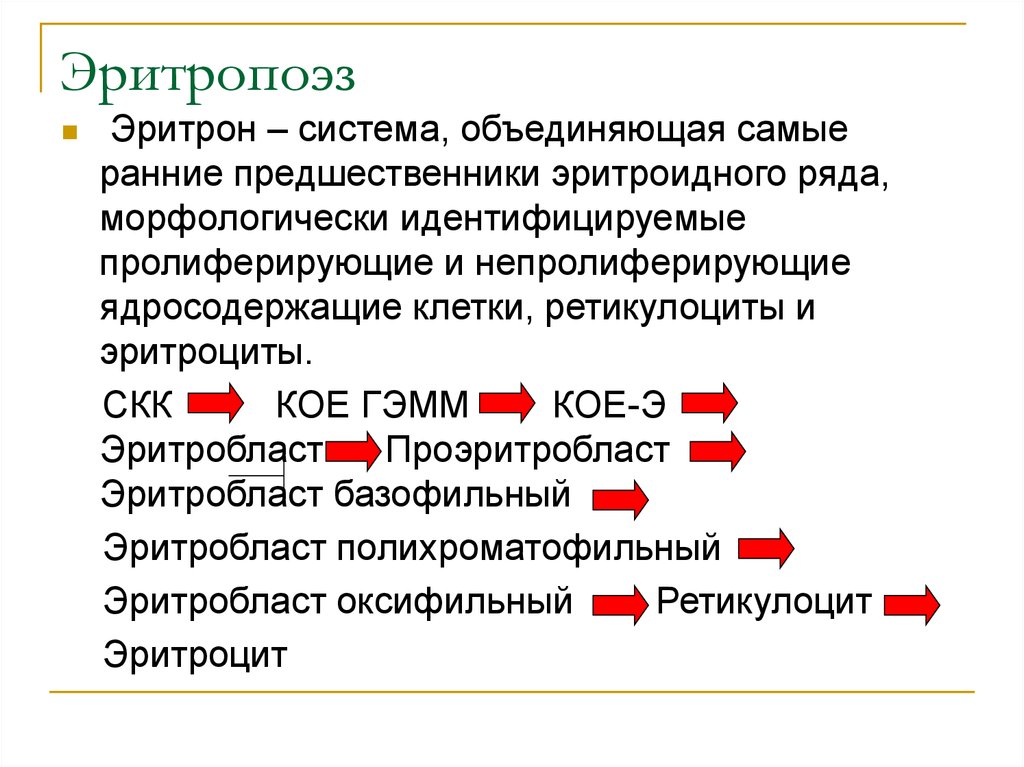 Синтез эритроцитов. Эритропоэз схема этапы. Физиологический эритропоэз. Процесс образования клетки эритроцитов. Эритропоэз физиология кратко.