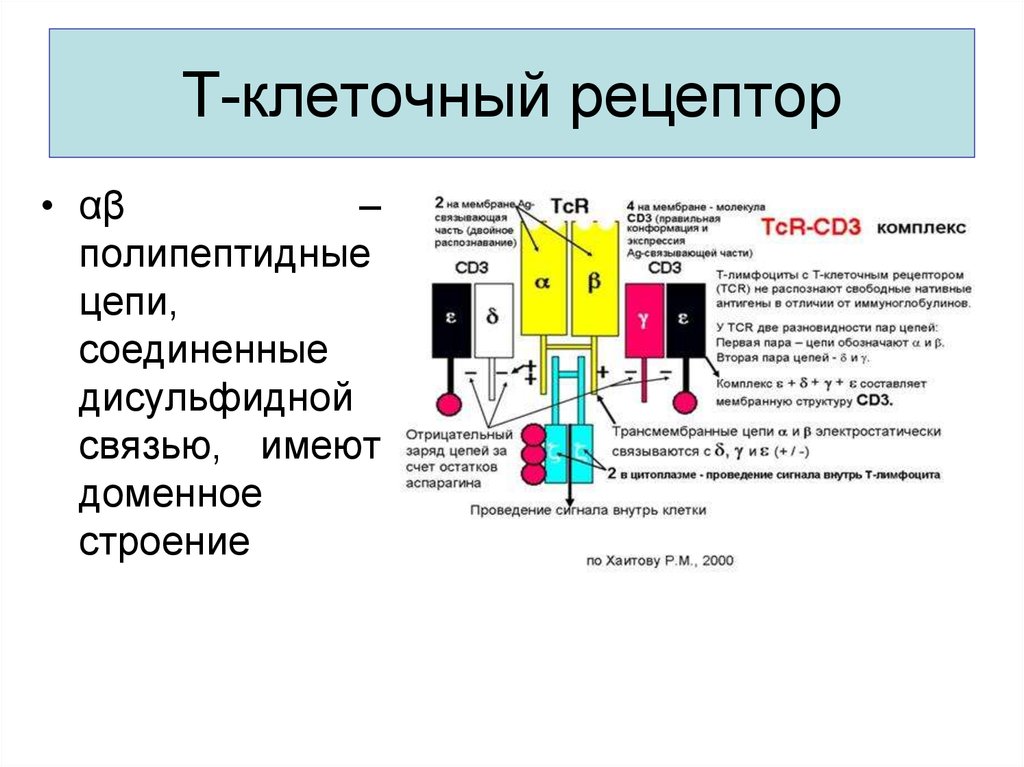 Рецептор клетки. Строение т-клеточного рецептора TCR. Структура т-клеточного рецептора (TCR).. Т клеточный Рецептор строение иммунология. Строение TCR рецепторов.