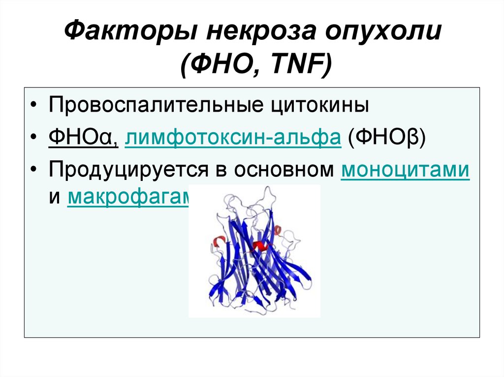 Фно это. Факторы некроза опухоли Альфа и бета. TNF tumor necrosis Factor фактор некроза опухоли. Фактор некроза опухоли Альфа функции. TNF Альфа цитокин.