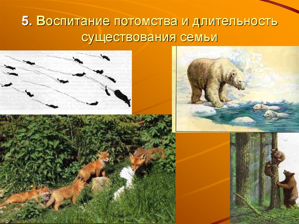 Годовой цикл в жизни млекопитающих. Воспитание потомства рисунок. Годовой цикл жизни лисы. Цикл жизни медведя. Обоснование подтемы воспитание потомства.