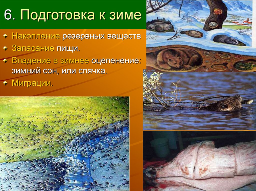 Годовой цикл жизни - презентация онлайн