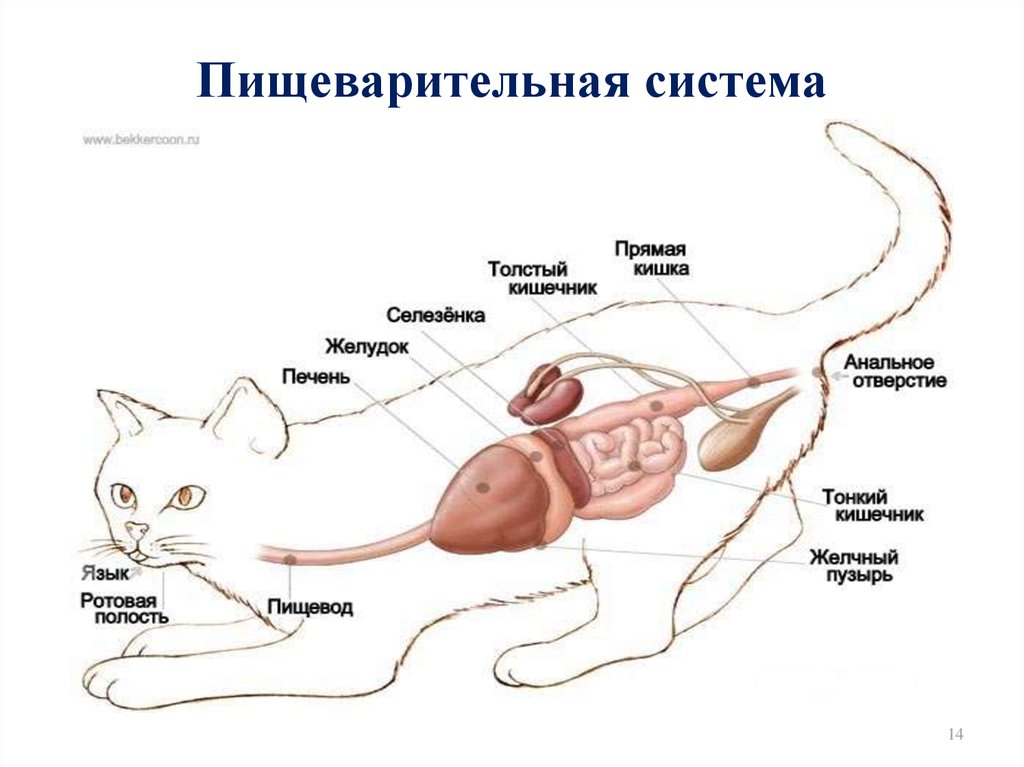 У каких животных короткий кишечник. Строение пищеварительной системы кошки. Пищеварительная система кошки анатомия. Схема пищеварительной системы котов. Строение пищеварительной системы кошки схема.