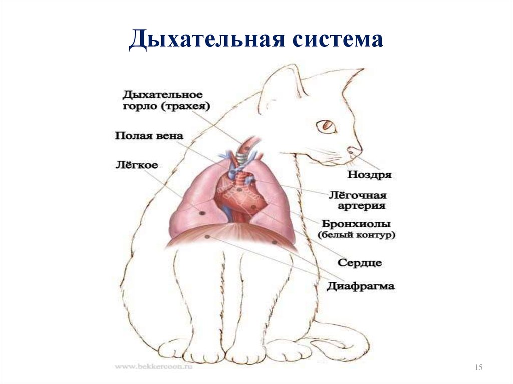 Коты легких делают. Дыхательная система кошки анатомия. Строение дыхательной системы кошки. Система органов дыхания кошки. Строение органов дыхания у кошки.