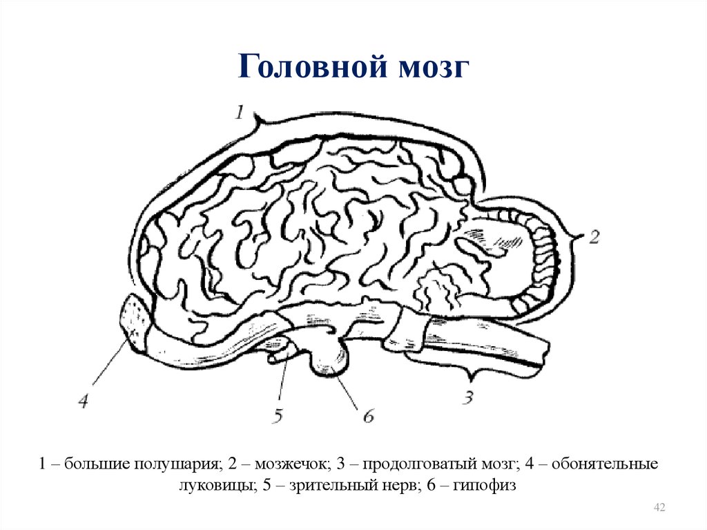 Укажите какой цифрой обозначена часть мозга млекопитающего. Головной мозг собаки строение функции. Отделы головного мозга собаки. Схема строения головного мозга животных. Головной мозг собаки схема.