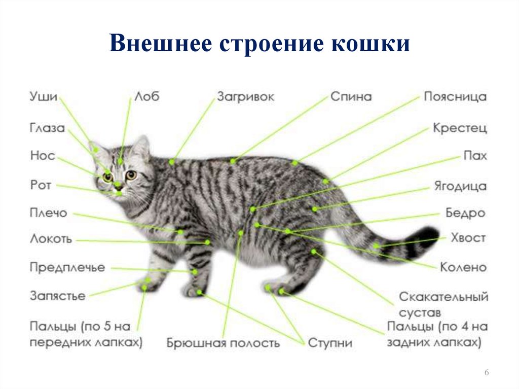 Внешнее строение кошки кратко. Внутреннее строение кошки схема. Строение кота скелет и органы. Внешнее строение котенка. Внутреннее и внешнее строение млекопитающих кошка.