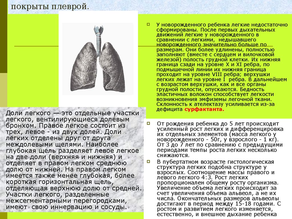 Количество долей в легком