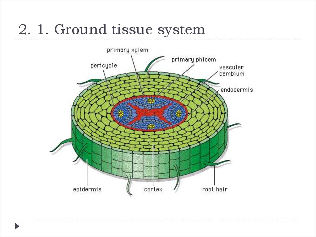 Tissue system in plants - презентация онлайн