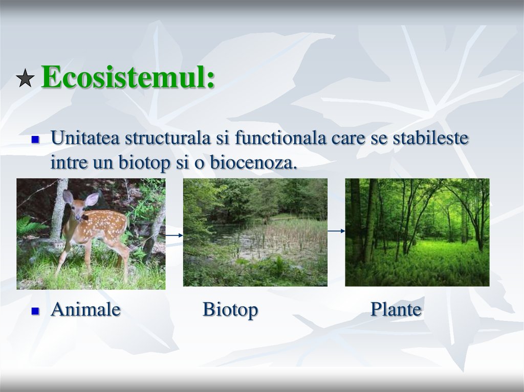 Ecosisteme naturale terestre  презентация онлайн