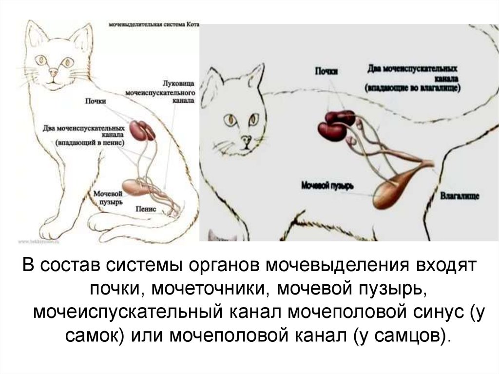 Мочеточник у кошек. Мочеполовая система кошки. Строение мочевыделительной системы у кошек. Анатомия мочевыделительной системы у кошек. Система органов мочевыделения животных.